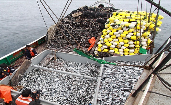 Pescadores piden culminar la segunda temporada de pesca tras la excesiva anchoveta juvenil