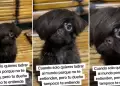 Perrito 'emo' conquista las redes sociales con su peculiar look: "El incomprendido de casa"