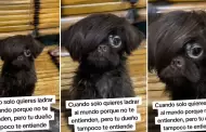 Perrito 'emo' conquista las redes sociales con su peculiar look: "El incomprendido de casa"