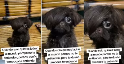 Perrito emo sorprende a todos en redes sociales.