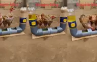 ¡Sensacional! Emprendedor ingenia comedero y bebedero automático para pollos usando reciclaje