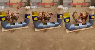 Emprendedor ingenia comedero y bebedero automtico de aves de pollos.