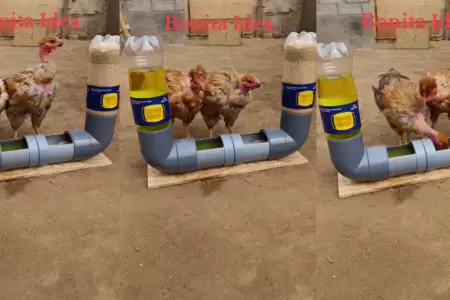 Emprendedor ingenia comedero y bebedero automtico de aves de pollos.