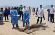 Nuevo Chimbote: Hallan cadáver de un hombre en descampado