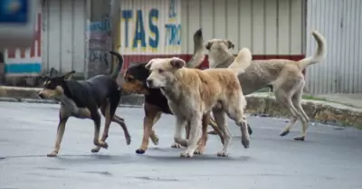 Vecinos de Trujillo piden mayor control a perros en parques y plazas públicas
