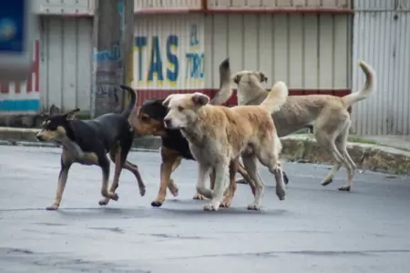 Vecinos de Trujillo piden mayor control a perros en parques y plazas pblicas