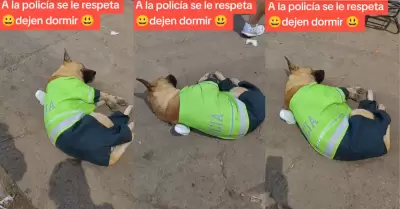 Perro uniformado de policía causó sensación al dormir en pista.