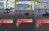 ¡Insólito! Perrito se vuelve viral en TikTok al montar un burro en plena calle: "Va en camino a Belén"