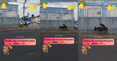Perrito se vuelve viral en TikTok al montar un burro en plena calle.