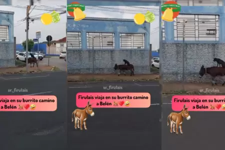 Perrito se vuelve viral en TikTok al montar un burro en plena calle.