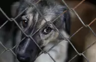 Maltrato animal: Poder Judicial dicta 11 meses de prisin suspendida contra sujeto que golpe a su perro