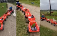 Nio causa sensacin en TikTok al manejar mini tractor con animales: "La verdadera granja de Zenn"