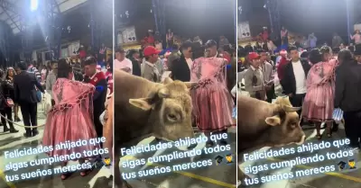 Mujer regala un enorme toro a su ahijado en graduacin.