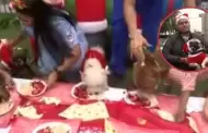'Dachi' y sus amigos celebran la Navidad: Perrita que fue acuchillada luce recuperada y disfruta deliciosa cena