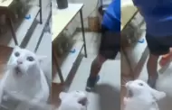 "Mi primera chamba": Gato causa sensacin en TikTok al asustarse con una enorme rata