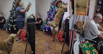 Perro abre su regalo antes que duea se lo entregue.