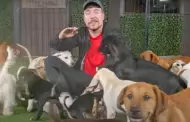 Enorme gesto! Youtuber 'Mr Beast' salva a 100 perritos en Navidad y les construy un albergue