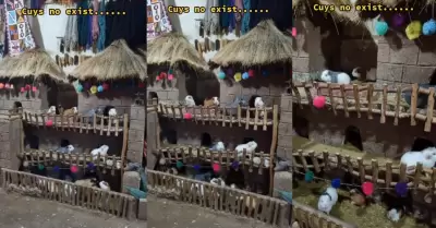 Peruano sorprende al construir casa de cuyes.