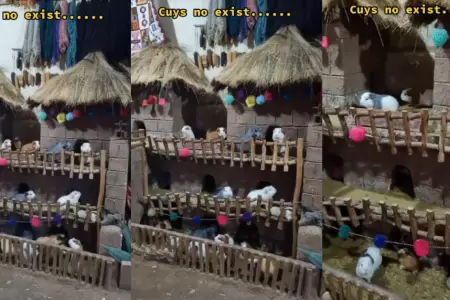 Peruano sorprende al construir casa de cuyes.