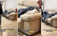 Perrito duerme en sof mientras sus dueos se divierten y usuarios reaccionan: "A m me tiraban debajo de la mesa"