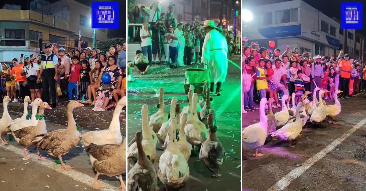 Gansos sorprenden en corso con moda 'coquette' en Arequipa: "Mollendo es otro nivel"