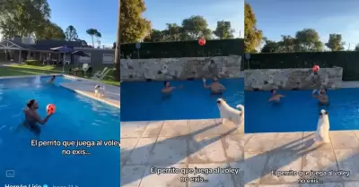 Perrito juega vley con su dueo en piscina.