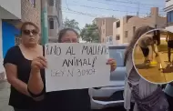 Indignante! Mujer lanza gatos recin nacidos desde su azotea y vecinos exigen que se haga justicia