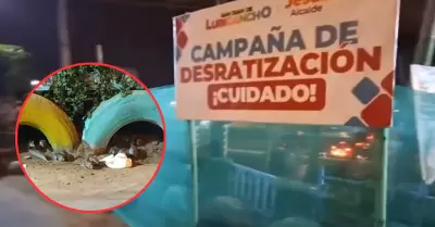 Invasin de ratas en San Juan de Lurigancho