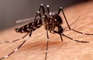 Alarmante! Minsa reporta ms de 18,000 casos de dengue y 10 fallecidos