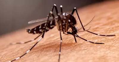 Casos de dengue en el Per.