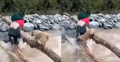 Perrito se cae al rio en Hunuco.