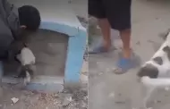 Inslito! Perrito es encontrado vivo y encerrado dentro de una tumba en Chiclayo