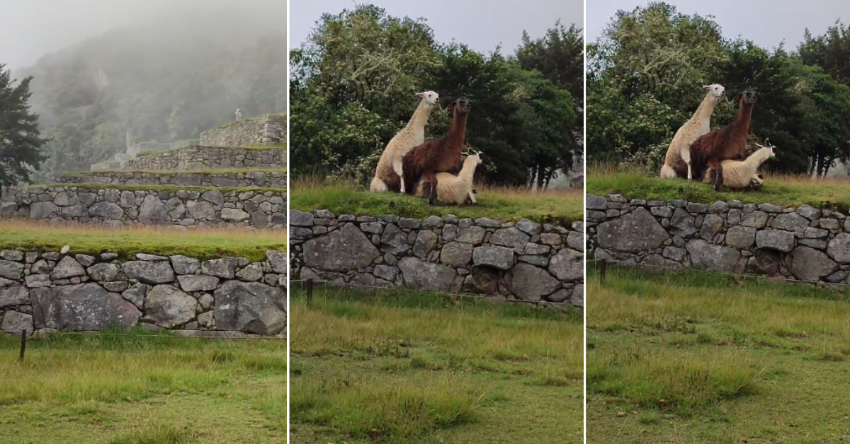 ¡Llamasutra en Machu Picchu! Auquénidos causan sensación al aparearse en grupo: "Ya no hay respeto"