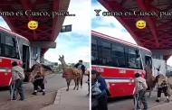 Dos personas suben una llama a un autobs en Cusco y el video se hace viral: "Cuidan a su 'beb'"