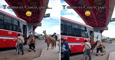 Personas suben una llama en un micro pblico en Cusco.