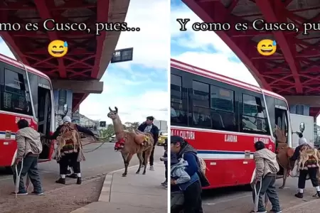 Personas suben una llama en un micro pblico en Cusco.