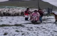 Trgico! Ayacucho: alpacas bebs mueren tras fuerte granizada y campesinos solicitan kits veterinarios