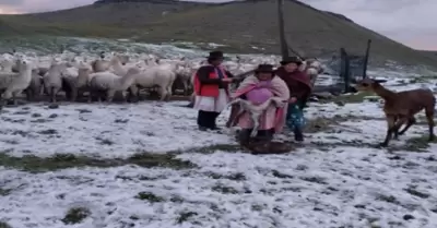 Bebs alpacas mueren a causa de granizada en Ayacucho.