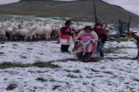 Bebés alpacas mueren a causa de granizada en Ayacucho.