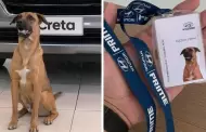 Empresa adopta a perrito callejero y se convierte en vendedor estrella de autos: "Necesito una Hyundog"