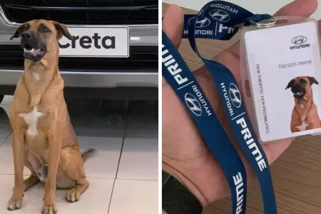 Empresa adopta a perrito callejero y es vendedor de autos.