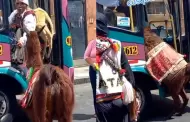 ¡Sorprendente! Hombre sube a su llama al transporte público e impresiona a peruanos: "Bus pet friendly"