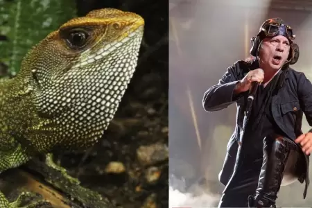 Nombran a lagartija peruana como vocalista de Iron Maiden.