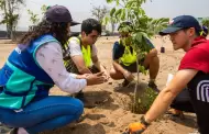 Ola de calor: Ministerio del Ambiente recomienda plantar rboles como alternativa a largo plazo