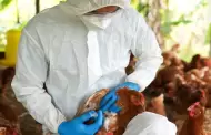 Atencin! Detectan un brote de gripe aviar en granjas del norte del pas: A qu se debe el aumento de casos?