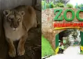 ¡Lamentable! Muere leona 'Cori' en el Zoológico de Huancayo: ¿Qué le sucedió?