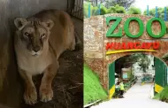Lamentable! Muere leona 'Cori' en el Zoolgico de Huancayo: Qu le sucedi?