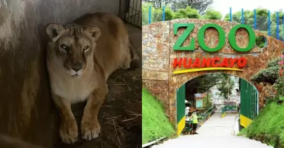 Muere leona 'Cori' en el Zoolgico de Huancayo