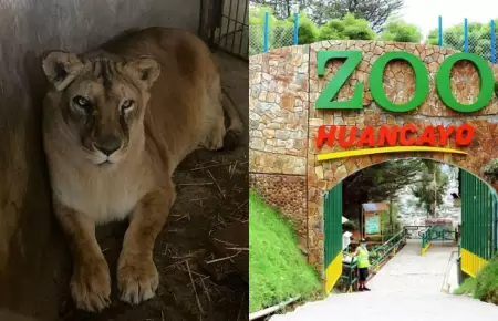 Muere leona 'Cori' en el Zoológico de Huancayo