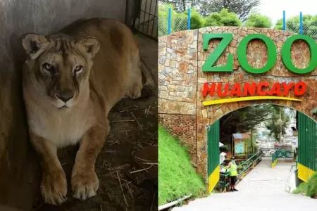 Muere leona 'Cori' en el Zoológico de Huancayo